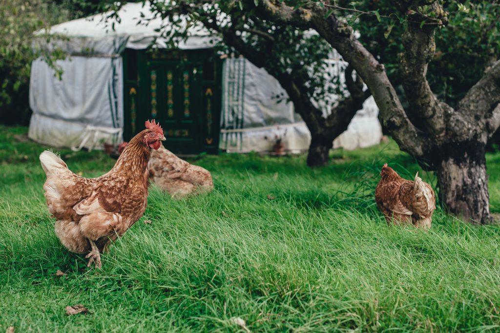 organic lawn with chickens