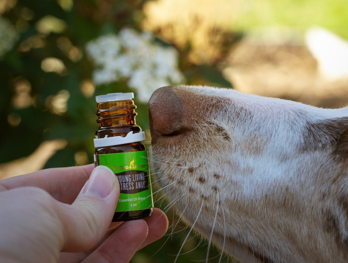Essential Oils for Dogs The Safe and the Toxic Simple Happy Home